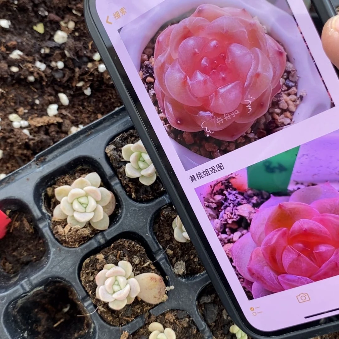 穴盘粉甜心201一个小苗多肉