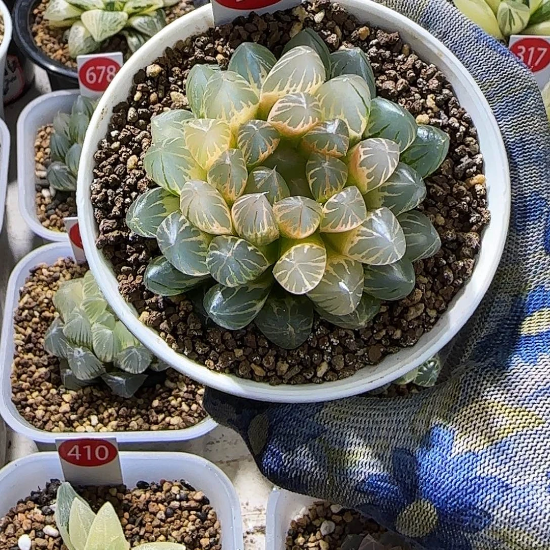 98号糊斑霓虹灯 7 厘米左右一物一拍带盆发货