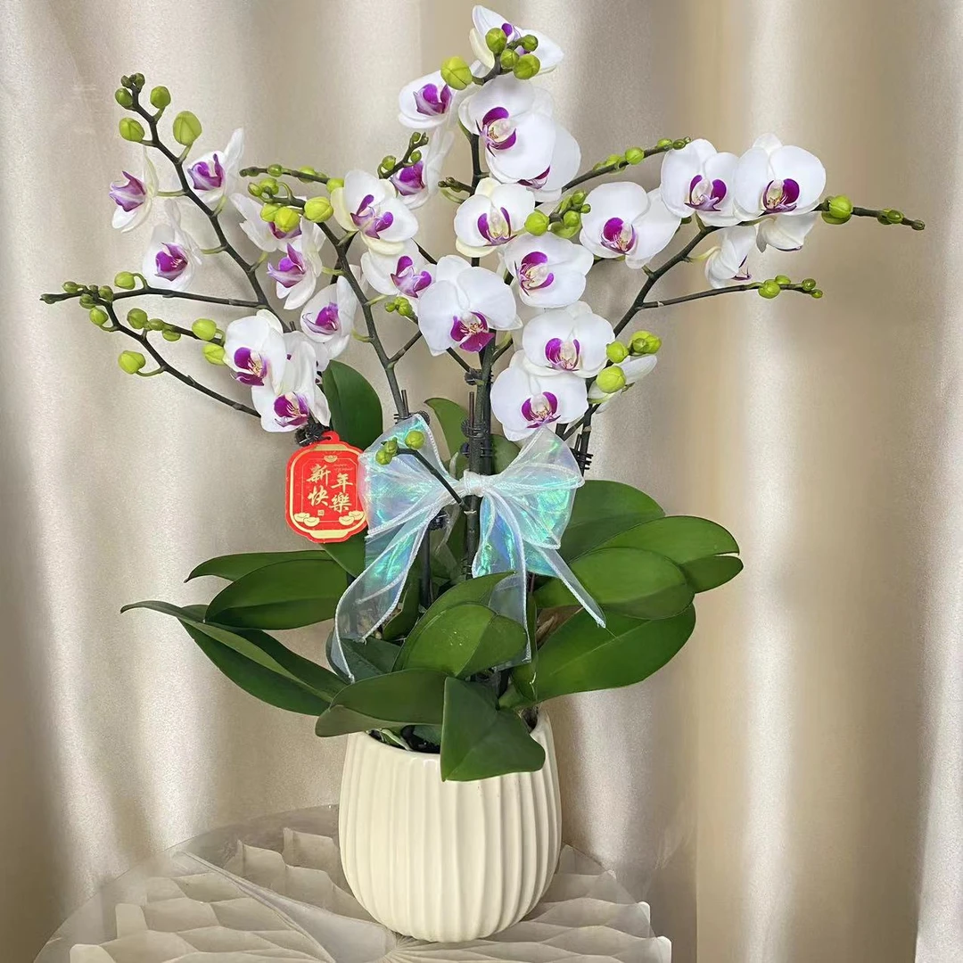 （半亩花坊）雪玉 进口经典年宵花蝴蝶兰  室内礼品花室内花卉