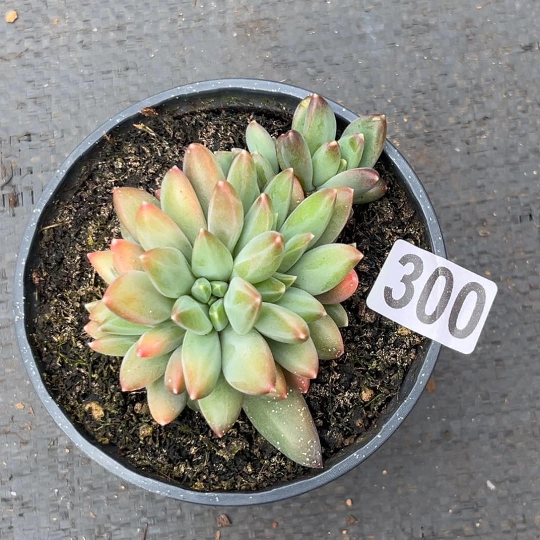 小*?多肉植物莫吉托300