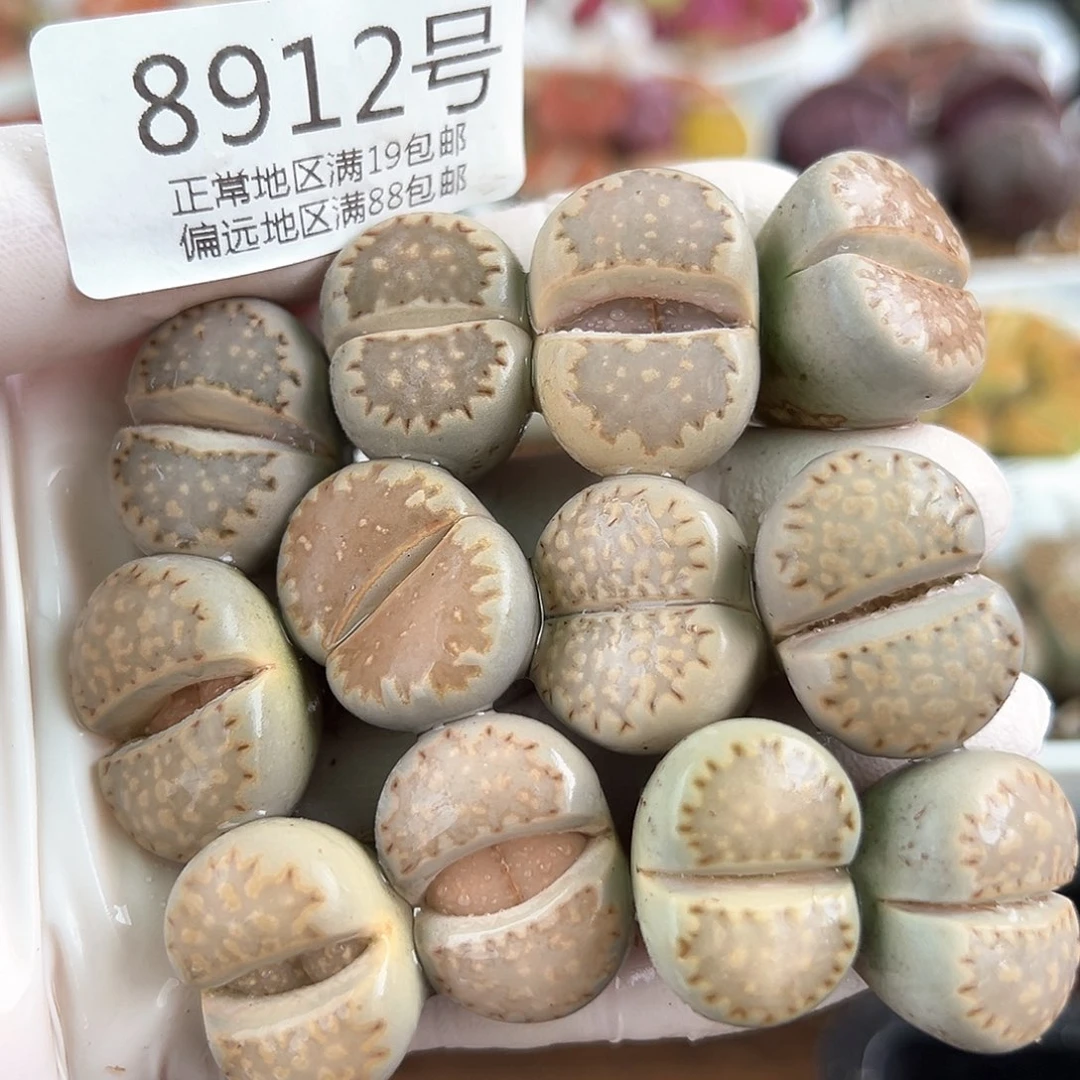 8912四年饼干12颗2-2.5cm