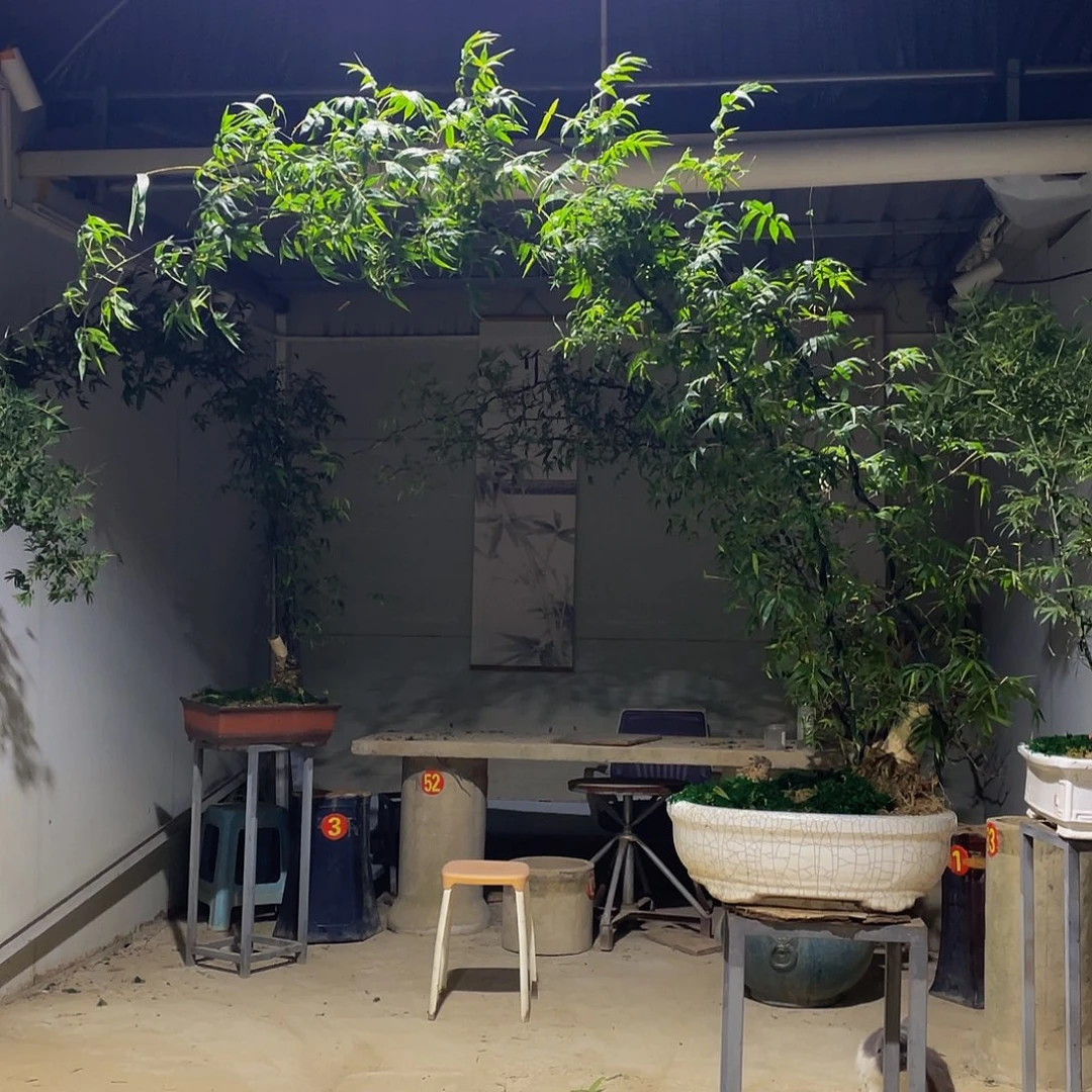 无***名无花朵小叶簕竹熟桩陶瓷盆一物一拍