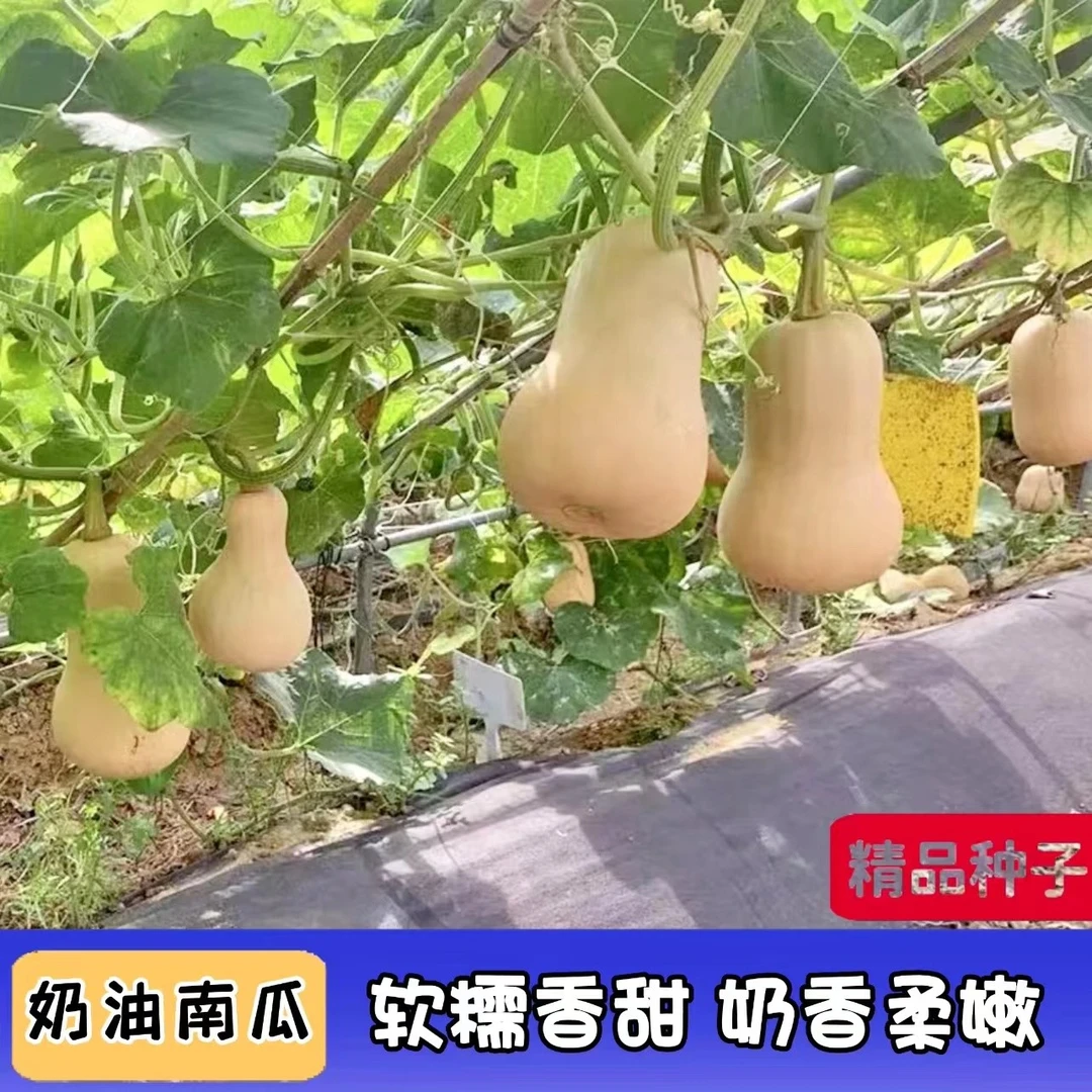 奶油南瓜种子香甜软糯四季种植蔬菜种子gz