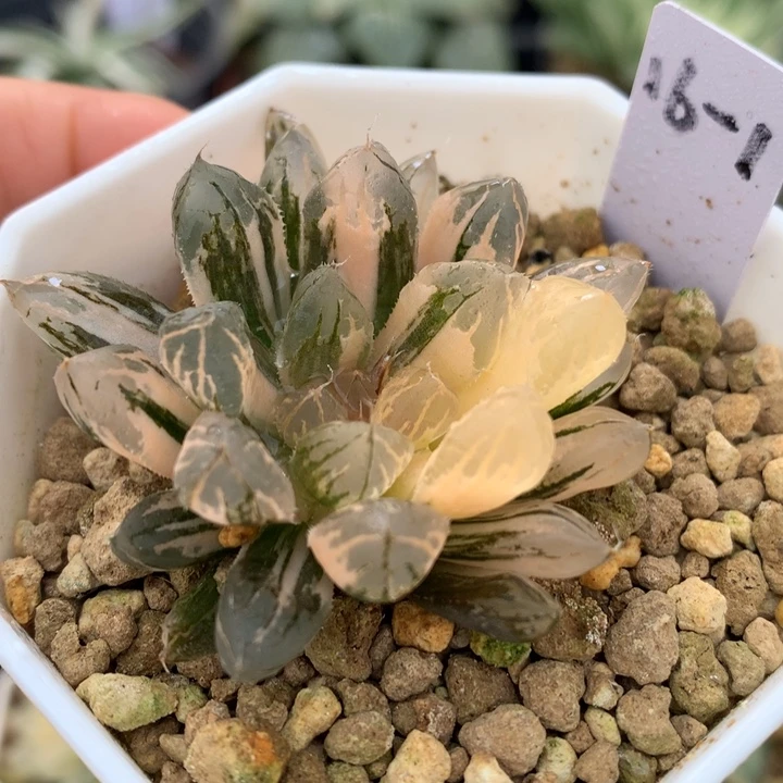 日出玉露锦，带盆一起