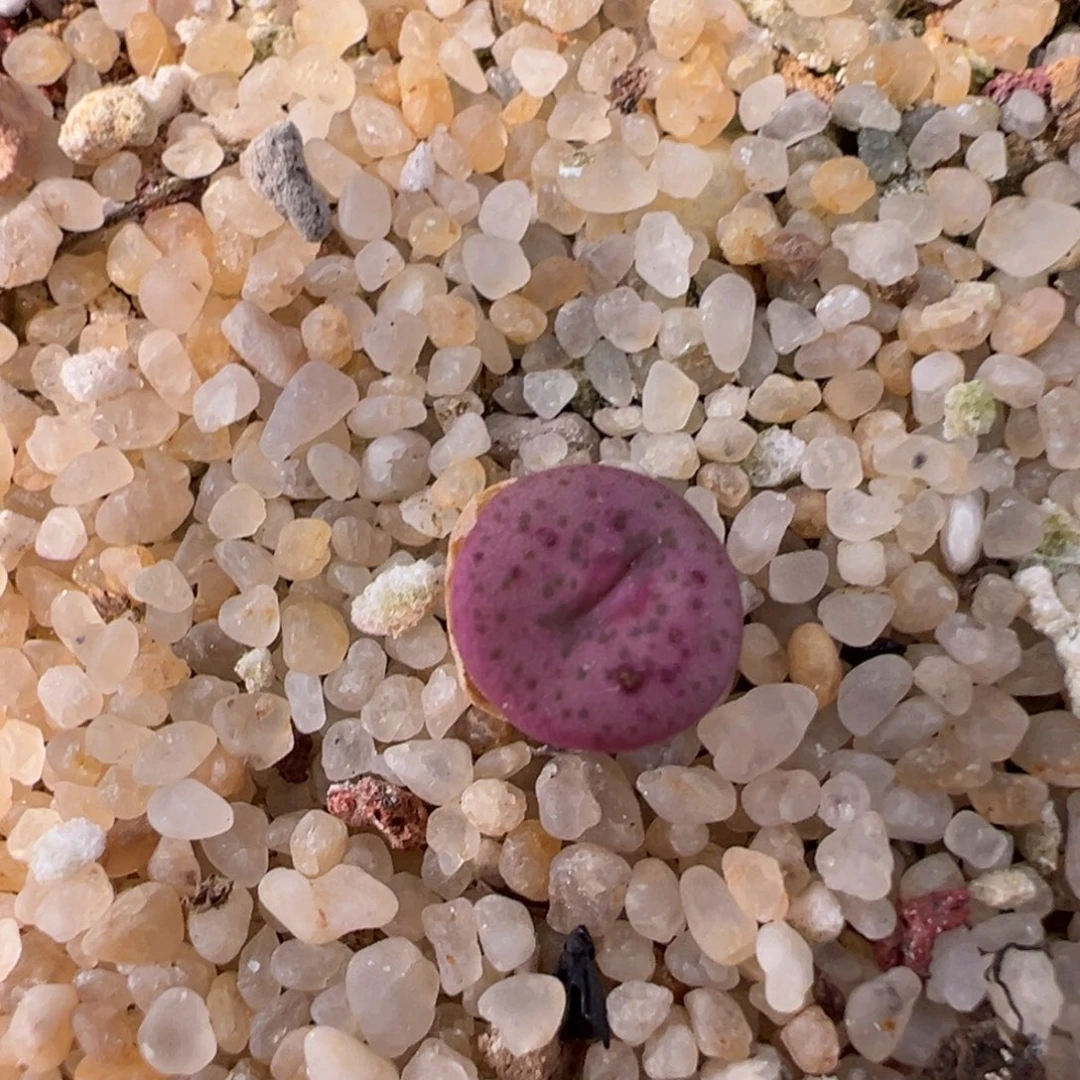 985/。      捡漏场