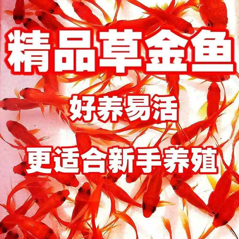 草金鱼观赏鱼小鱼苗好养易活红白淡水冷水鱼活体纯种活鱼苗清塘