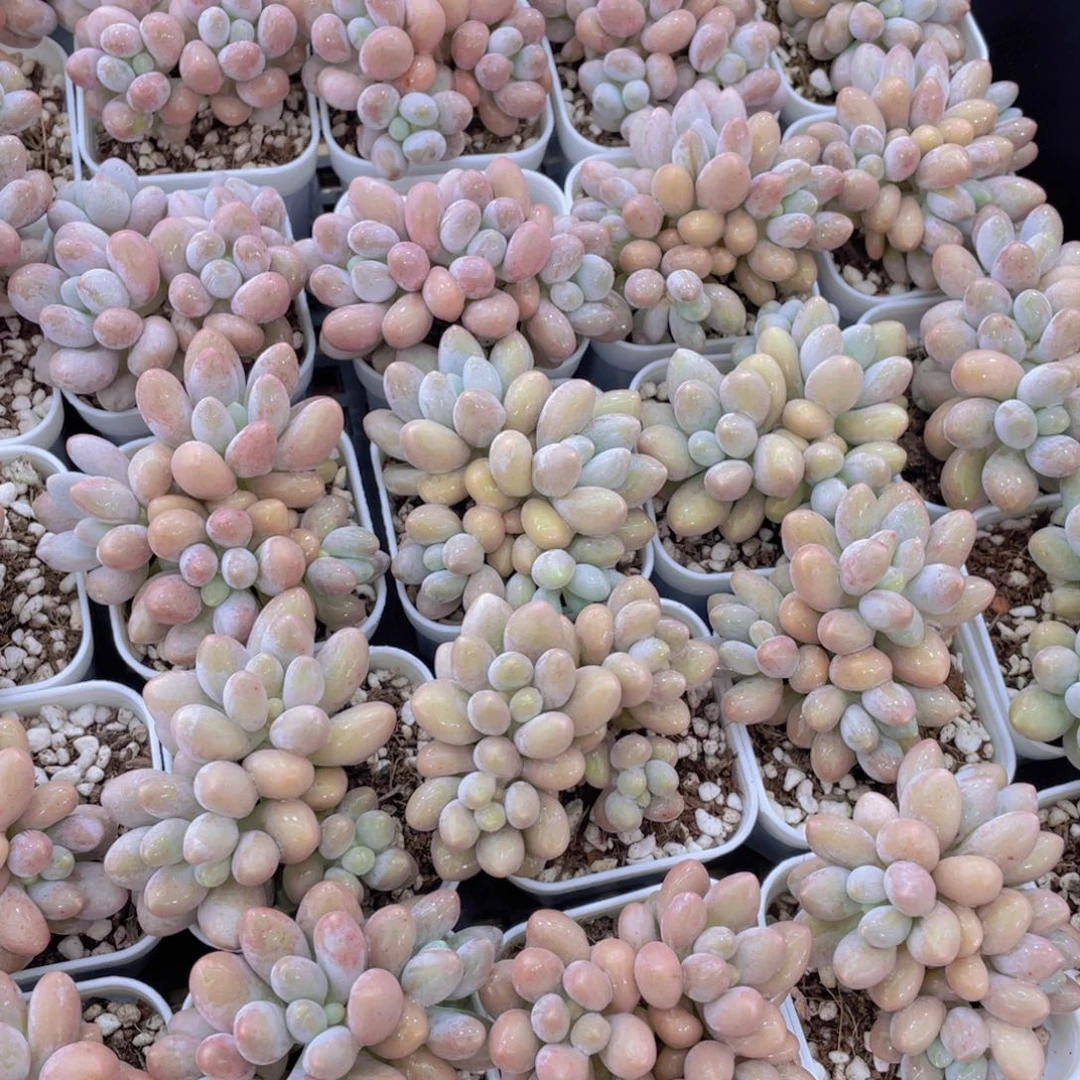 量拍42号 汤圆小群生一个