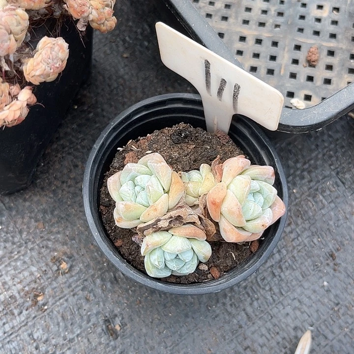 晨语多肉，一物一拍111