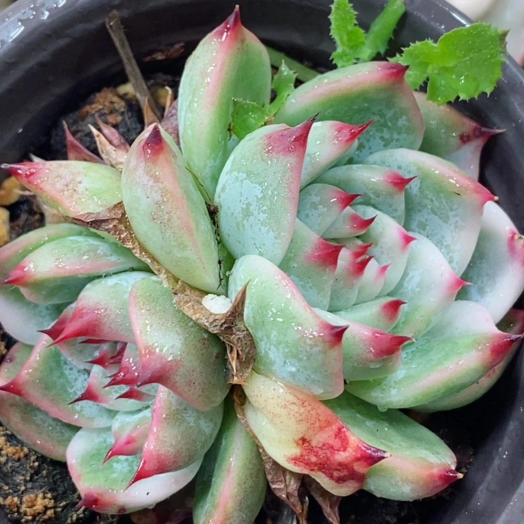 393吉娃娃锦 小方花圃一物一拍