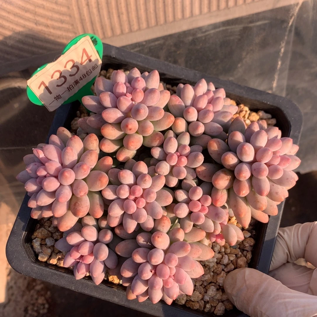 婴儿手指无砍平头1334