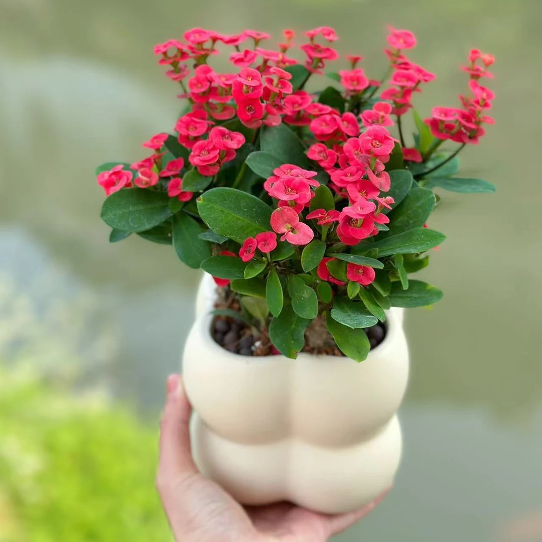 铁海棠虎刺梅自然花卉室外盆景绿植四季开花办公阳台花卉开花植物