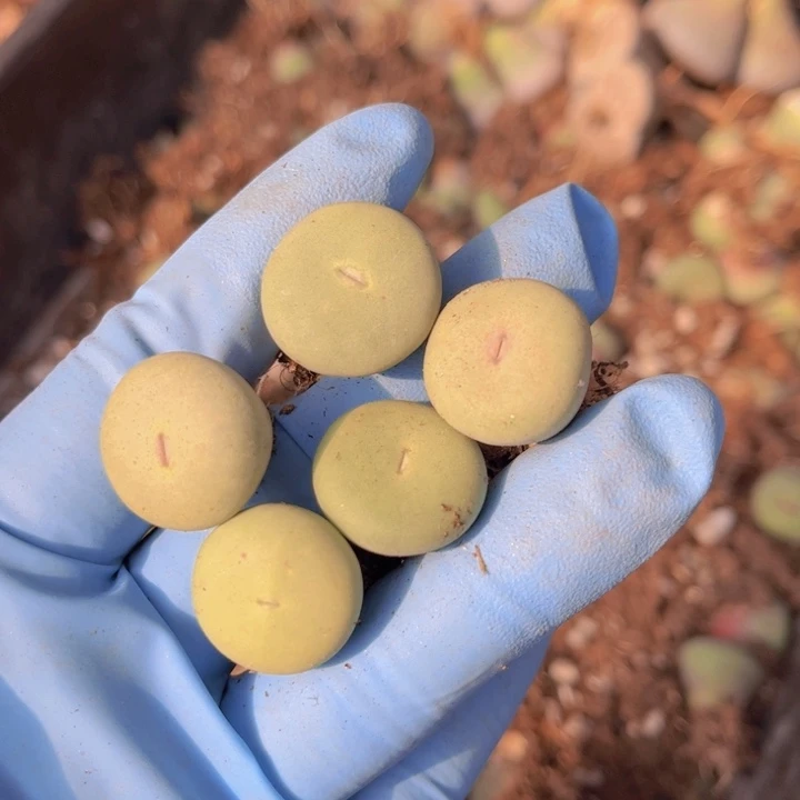 五颗小红嘴88888888888