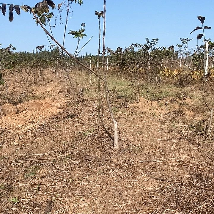 当前无花栽培后可以开花已*置唐三角麻核桃树苗绿植