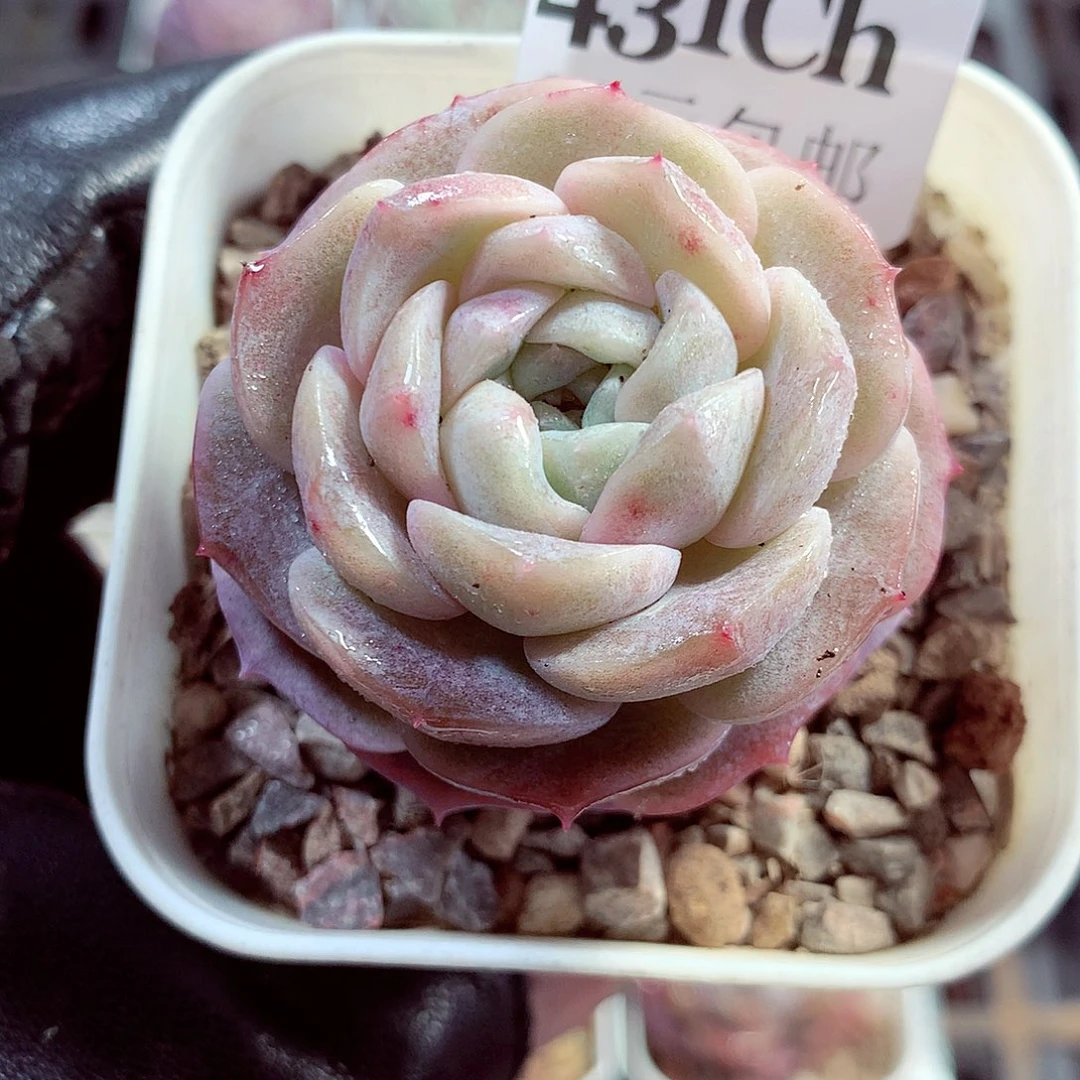 5厘米盆精控多肉431