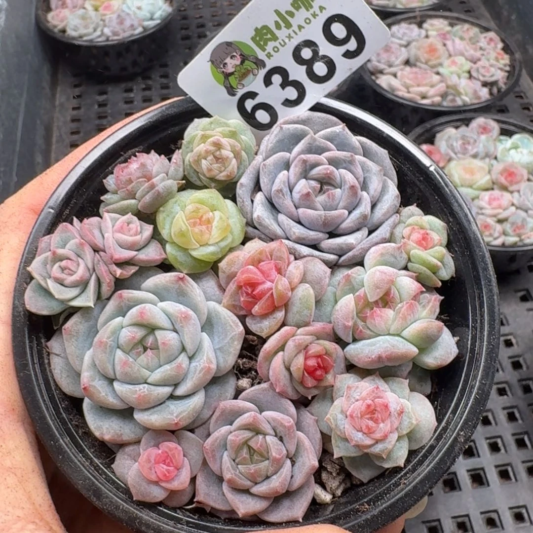 多肉植物多肉植物