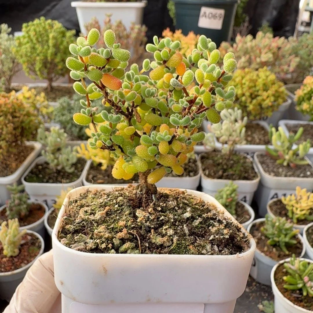 A266翡翠枝干一物一拍