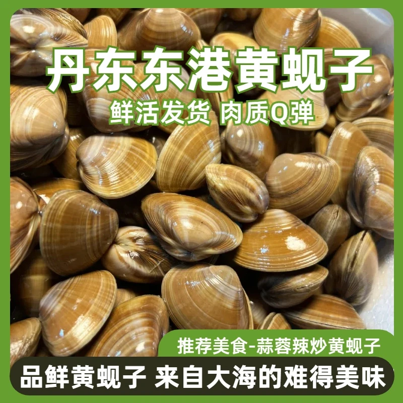 【黄蚬子】辽宁丹东特产鲜活吐沙48小时95%无沙4斤