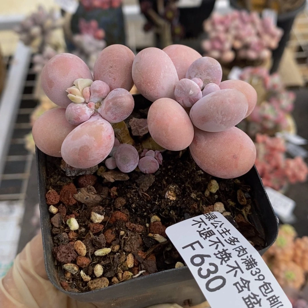 橙奶630/7cm多肉