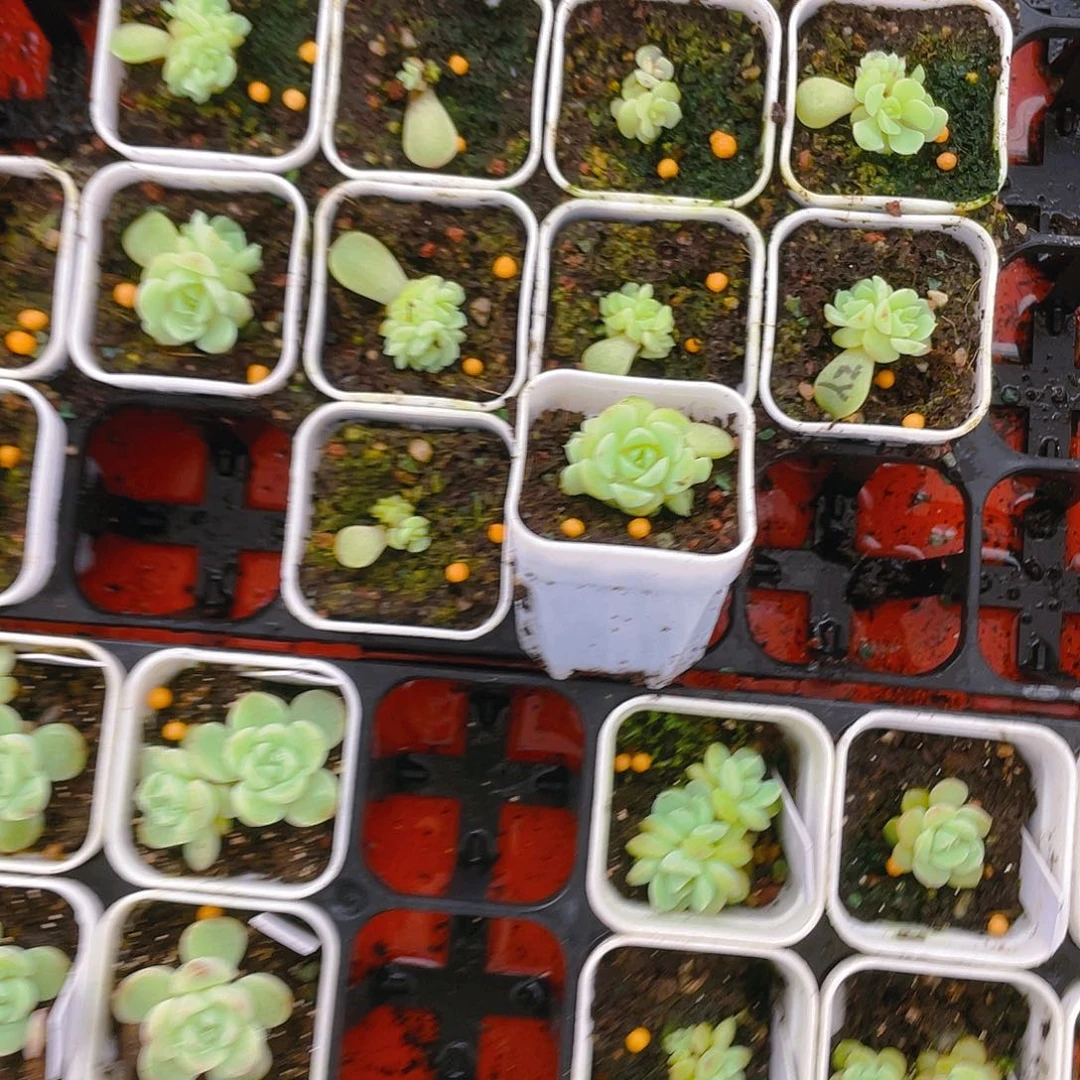 长***纸鸢小四头中盆一个满25包邮