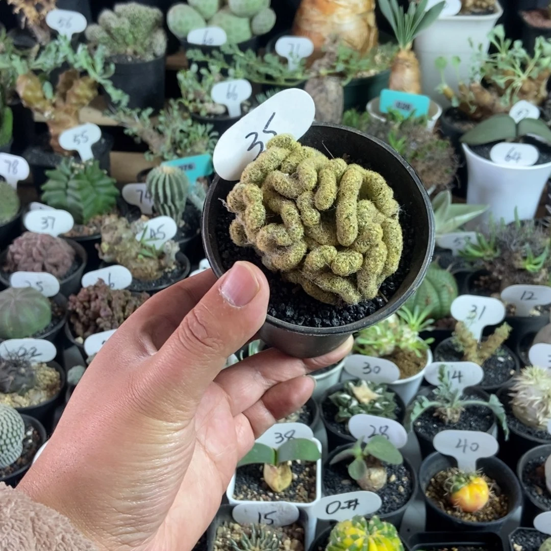 金妞缀化一物一拍