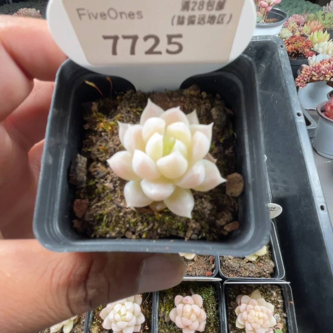 7725 麦秆3.5厘米