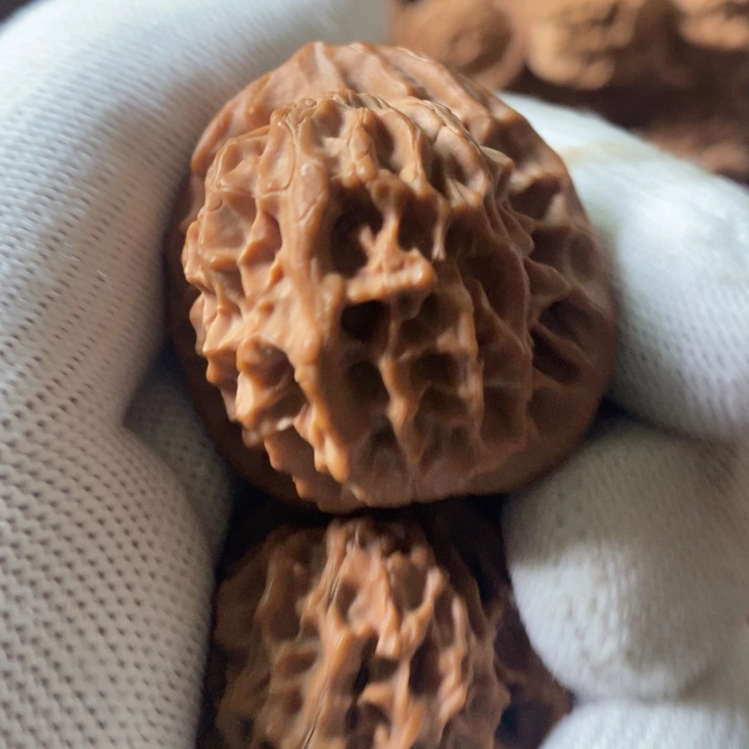 M*、秦岭森林中发现过几株