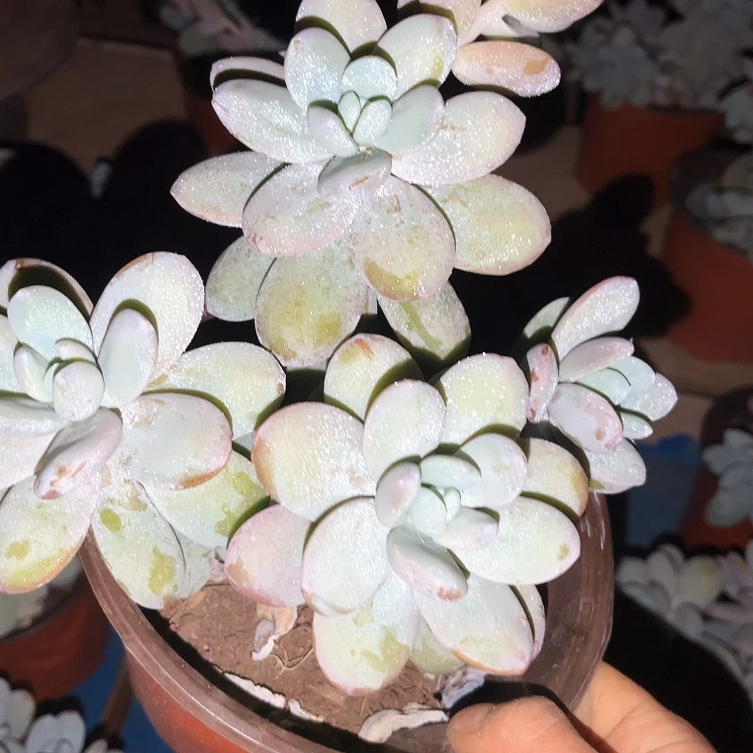 雪美人9.99多肉植物