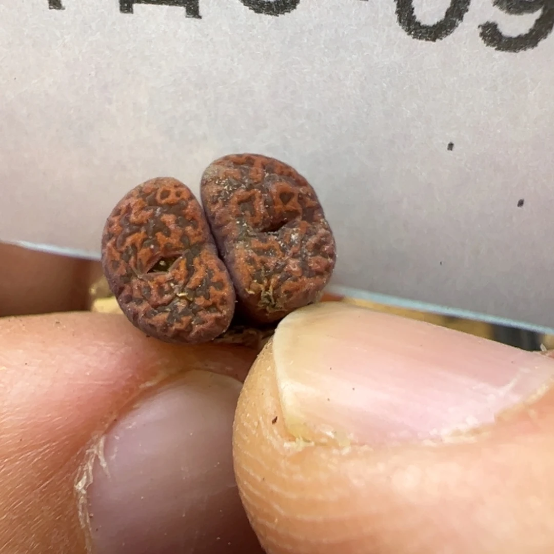 5-96肉锥多肉植物，