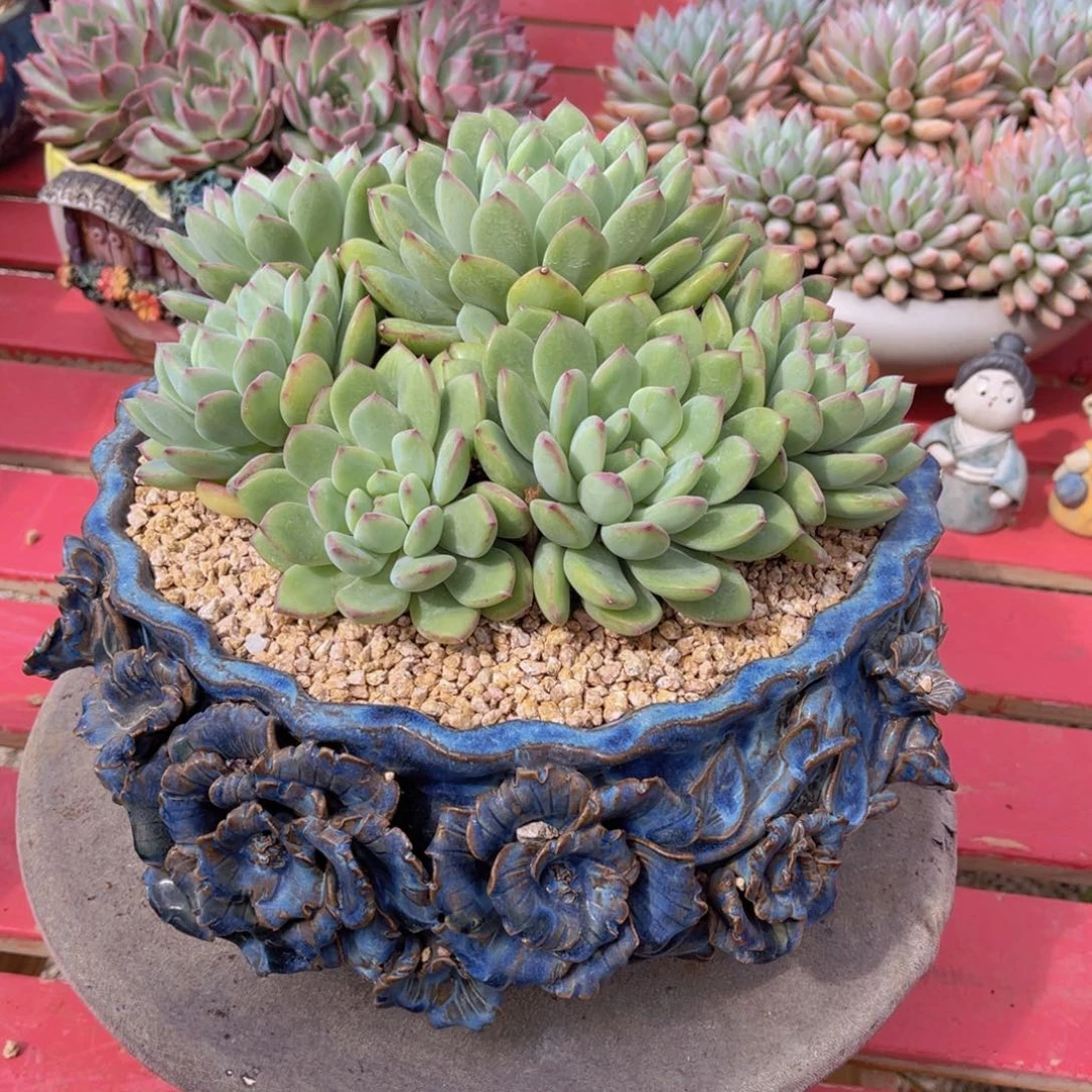 海***燕多肉蜜桃海姐带盆