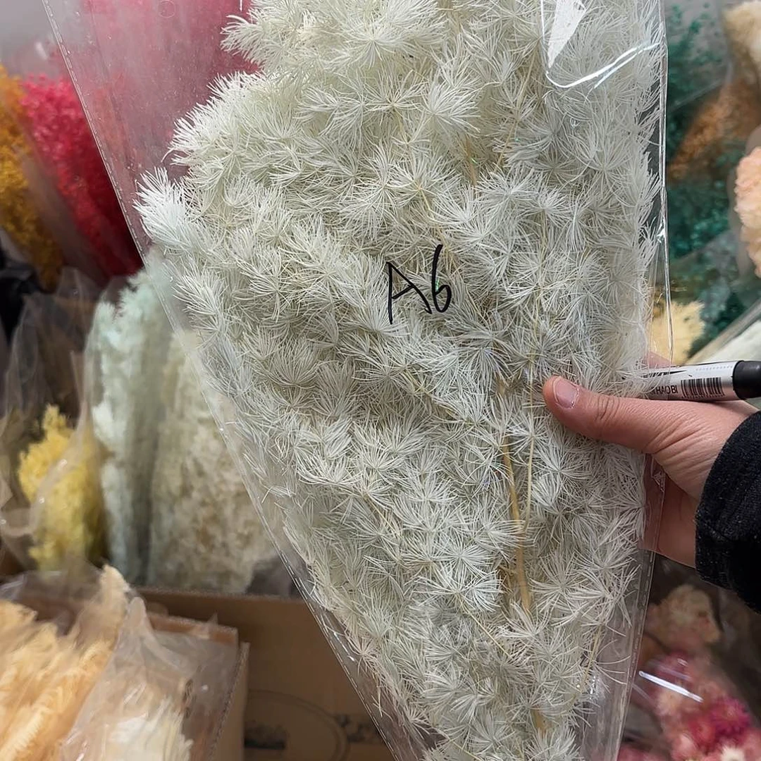 A6奶白色蓬莱松一把不售后