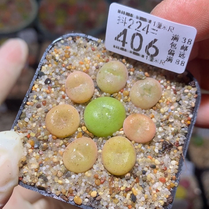 精品生石花224.406空卡