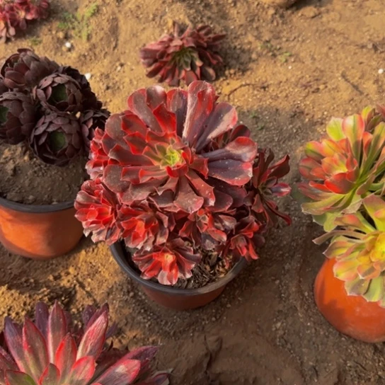 美杜莎9.9多肉植物