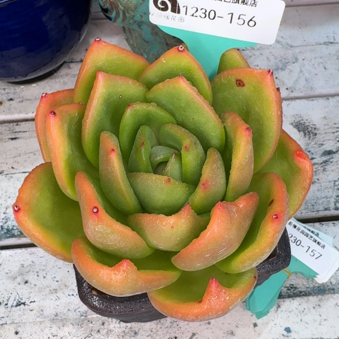 从前慢多肉精选编号1230.156