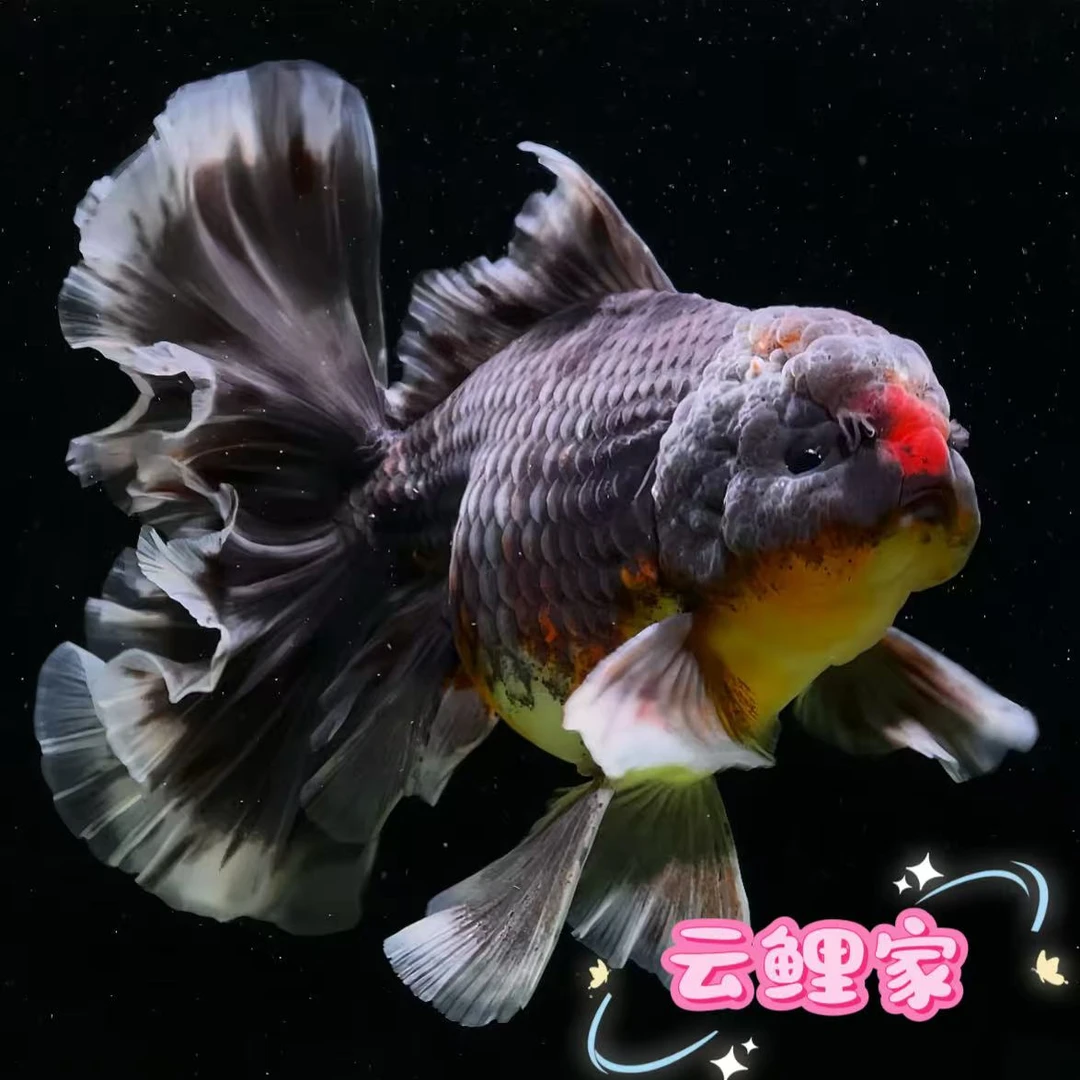 泰狮千褶百褶金鱼冷水观赏鱼(101-200号云鲤专属)