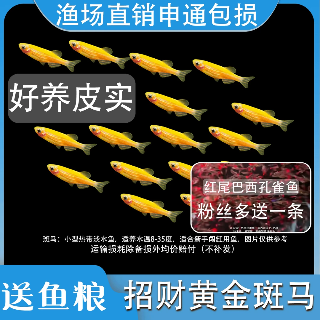 招财黄金斑马 清塘特价好养耐活冷水热带淡水鱼小型观赏鱼