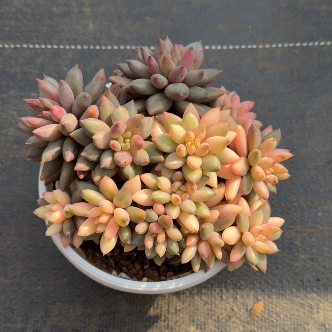 蜜桃啵啵锦上园艺一物一拍