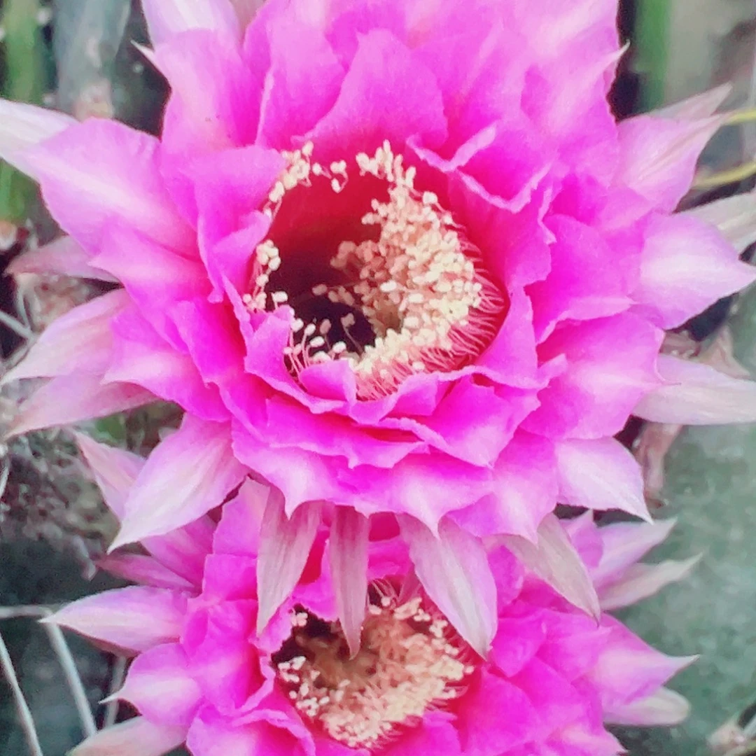 彩草 065 达大 侧芽 满20包邮