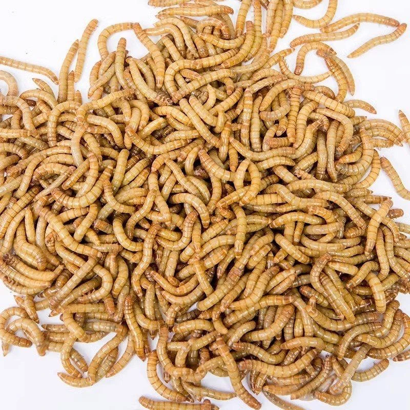 面包虫活虫黄粉虫多种宠物适用的鲜活饲料