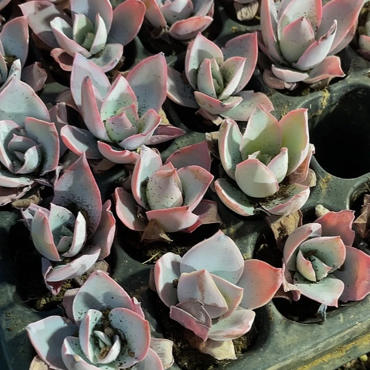 小广寒宫1元带土发