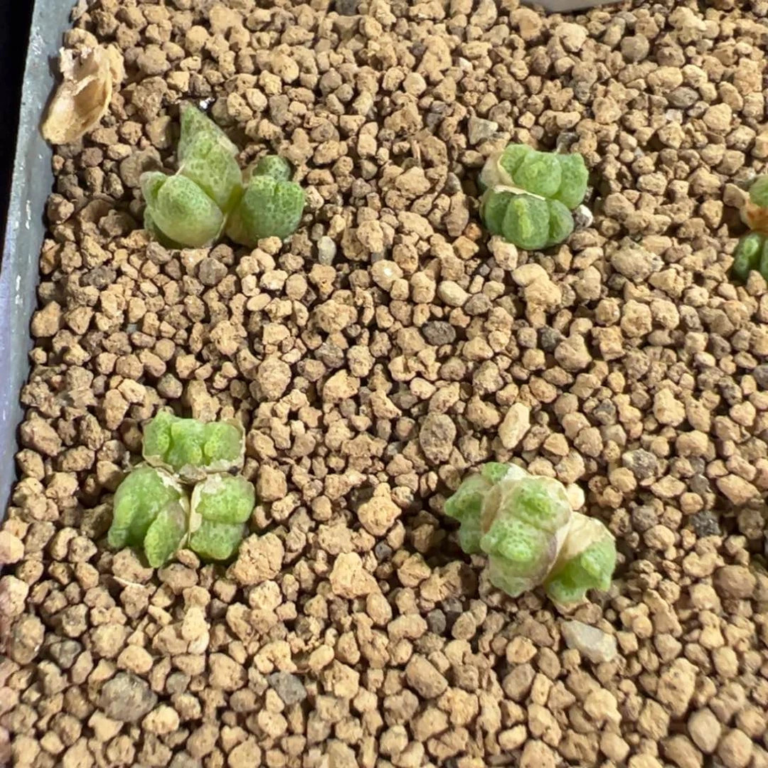 11-51量拍黄金鹿角斑马一群