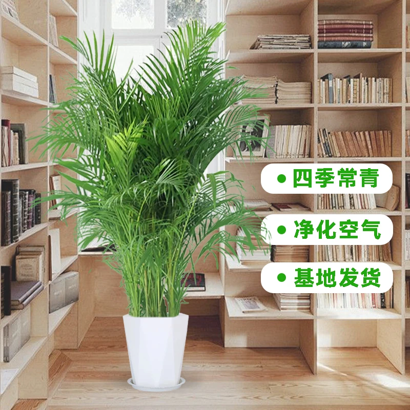富贵椰子1-1.2米放客厅走廊办公室美观大气好养活