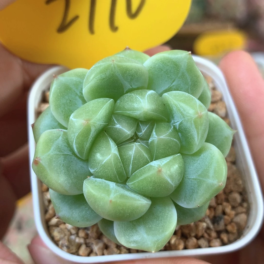 财富密码模特2110