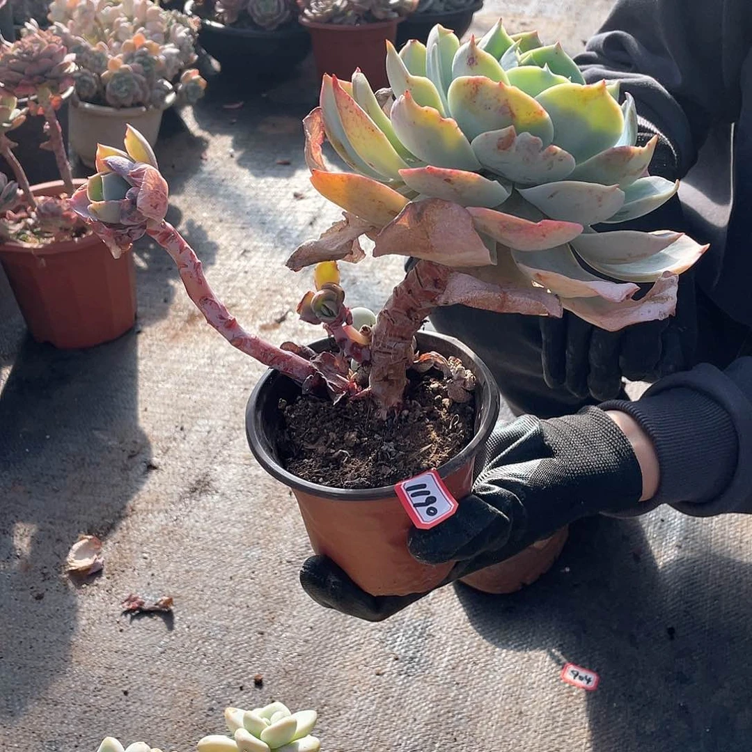 1190白玉兰 一物一拍多肉