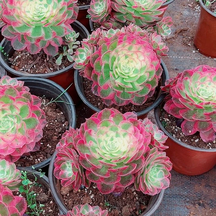 家粉玉芙蓉多肉植物大战