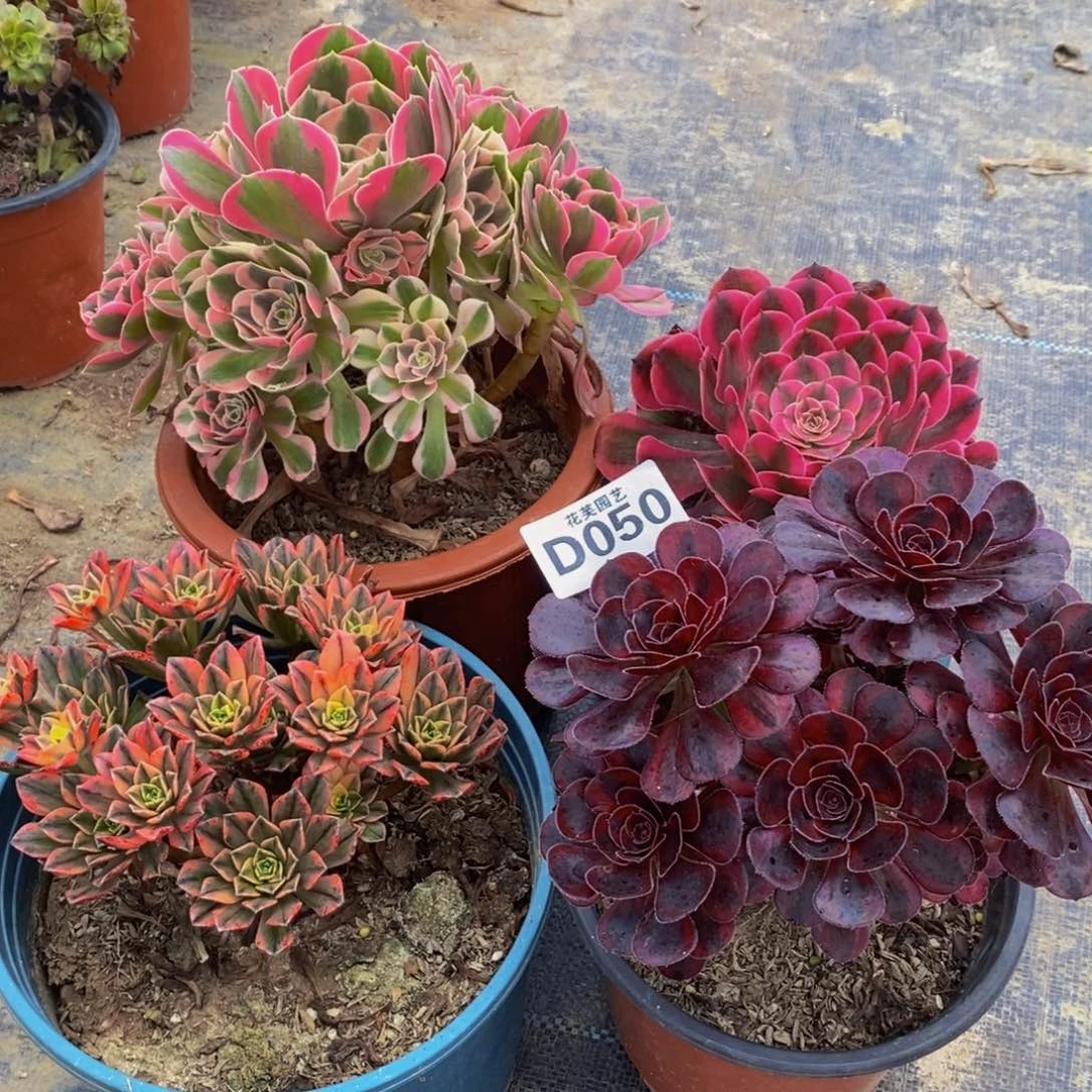 *****四颗多肉植物050000