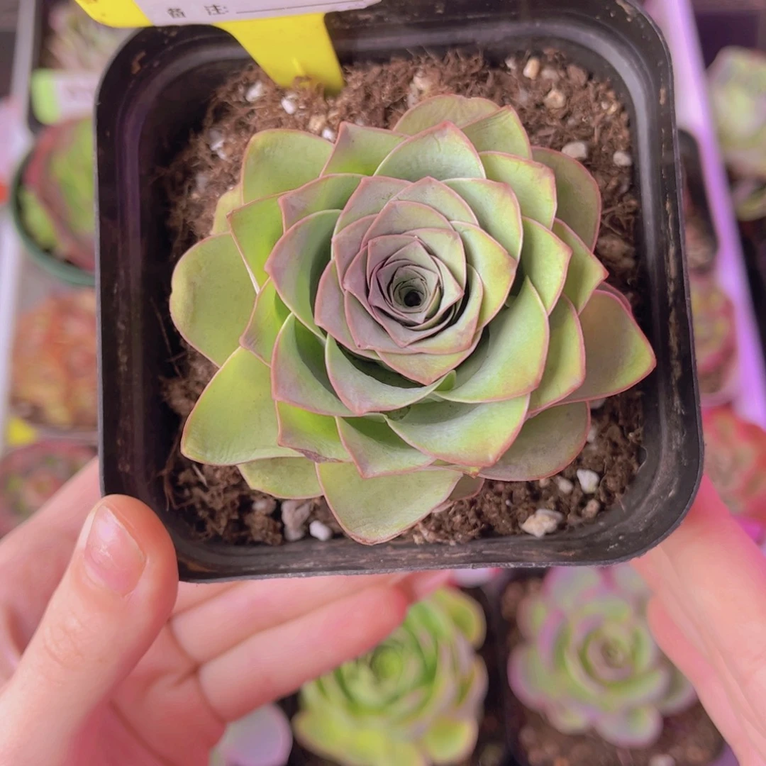 单品一物一拍776号