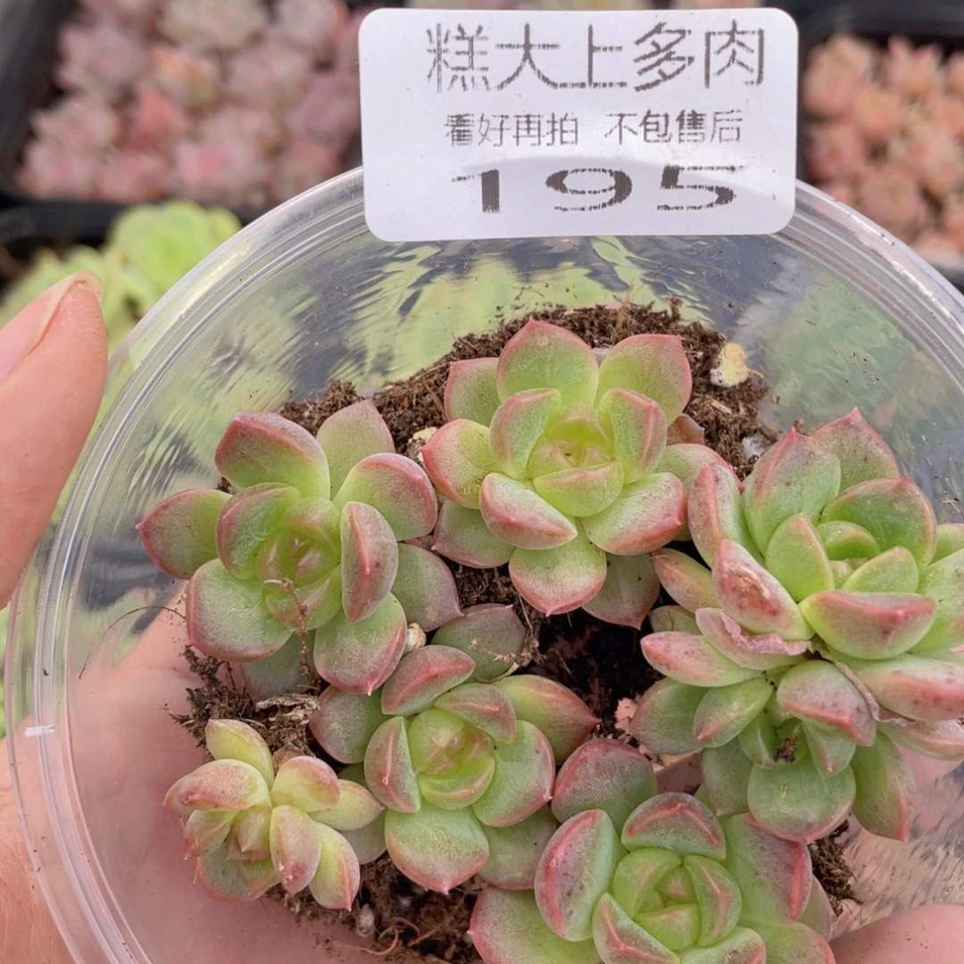 糕大上多肉植物195
