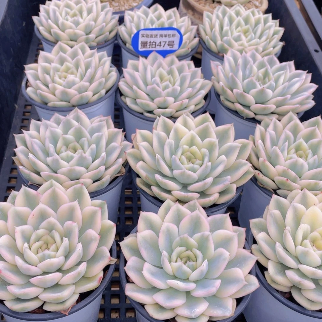 量拍47号 月亮仙子锦单头2个