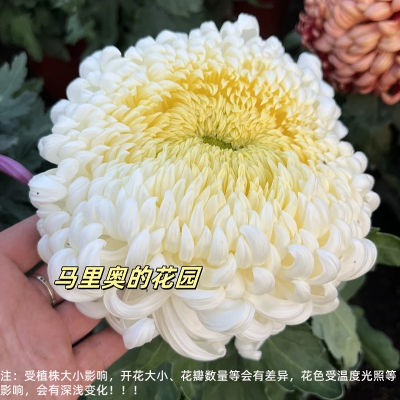 【国华银越山】传统大菊盆栽九月菊 室外庭院阳台新手多年生草本花