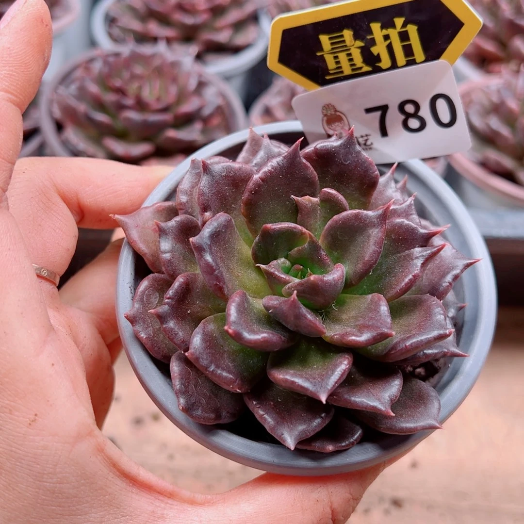 多肉植物多肉植物